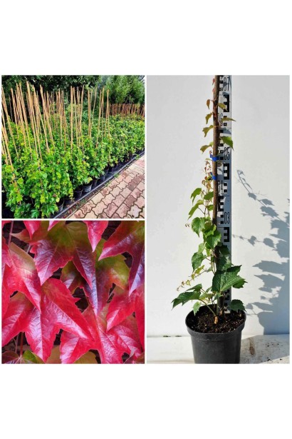 Виноград дівочий тризагострений Вічі - 3л/вис.80-100см/Ø30-40см